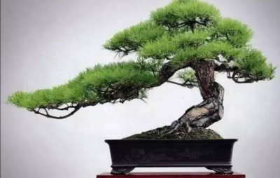 野生松树盆景制作方法 从山上挖松树盆景技巧