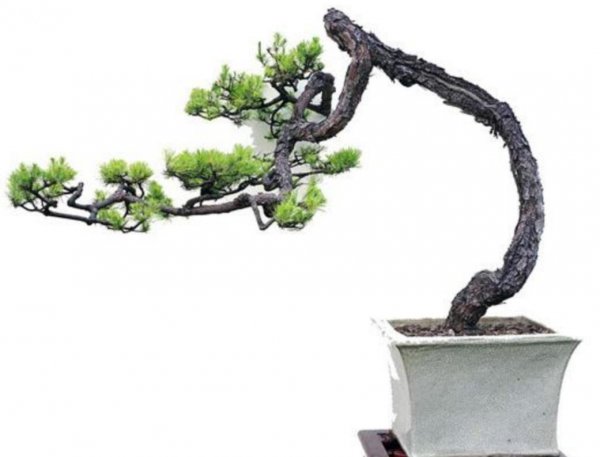 野生松树盆景制作方法