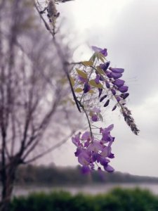 紫色风铃花的养殖方法和注意事项 了解风铃花的寓意和象征