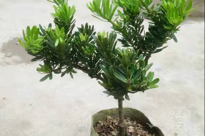 罗汉松的种类有哪些品种 关于罗汉松名贵品种排名