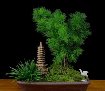 家里养蓬莱松风水好不好 蓬莱松摆放的好位置