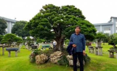 黄杨树风水位置 关于黄杨树的风水注意事项