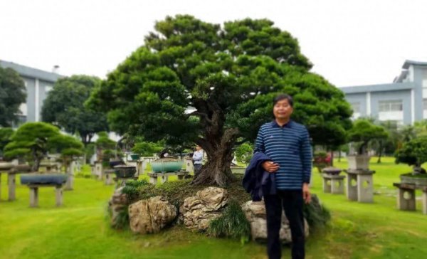 黄杨树风水位置