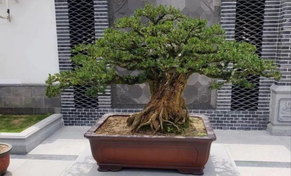 黄杨树风水位置