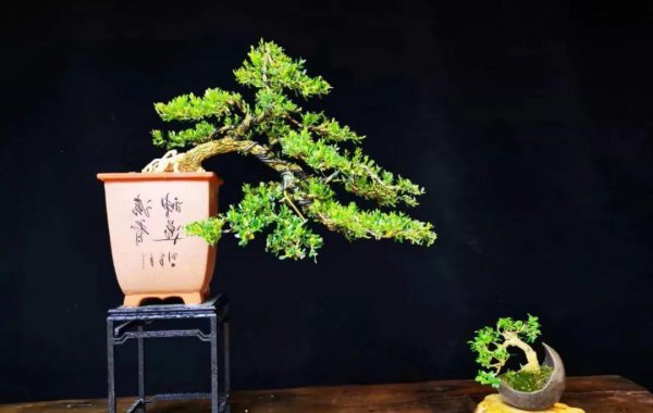黄杨树风水位置