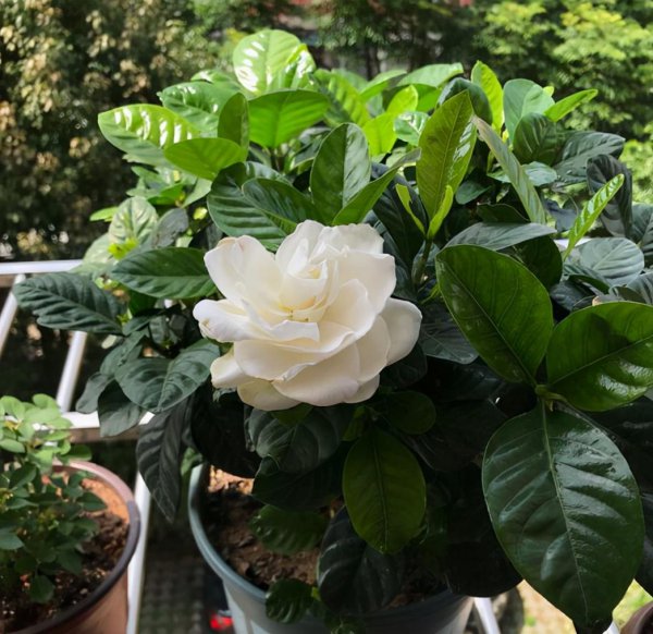 栀子花能种在家里吗