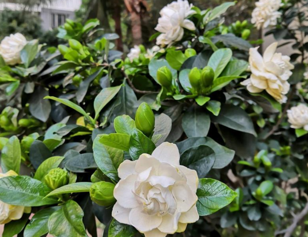 栀子花能种在家里吗
