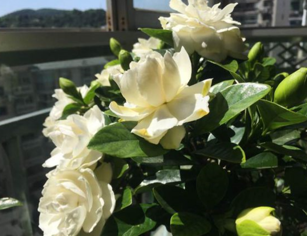栀子花能种在家里吗