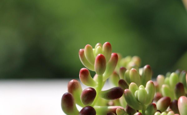 最容易养活的多肉植物有哪些