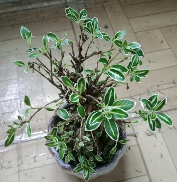 六月雪盆景叶子发黄掉叶子怎么办