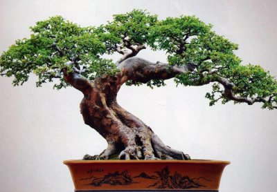 盆景植物造型制作方法有哪些 盆景云片的制作方法