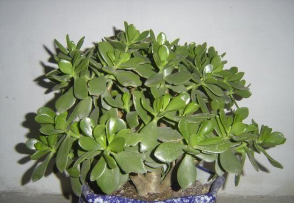 盆景植物造型制作方法有哪些