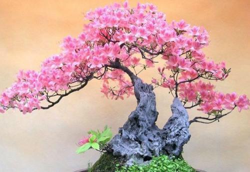盆景植物造型制作方法有哪些