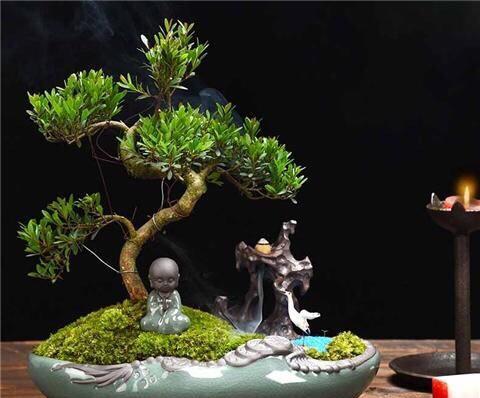 盆景植物造型制作方法有哪些