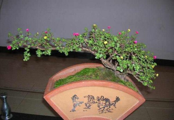 盆景植物造型制作方法有哪些