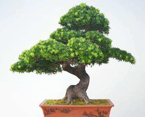 盆景植物造型制作方法有哪些