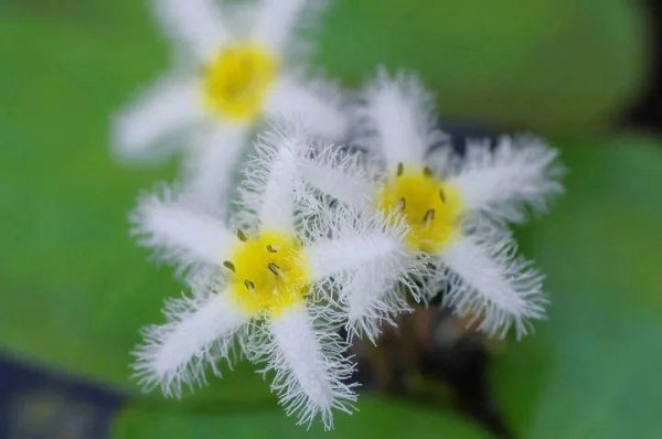 家里适合养什么水生植物好
