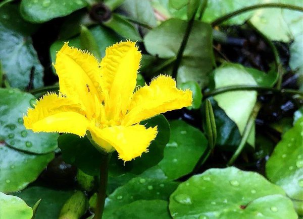 家里适合养什么水生植物好