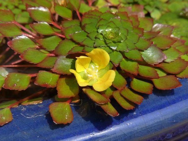 家里适合养什么水生植物好