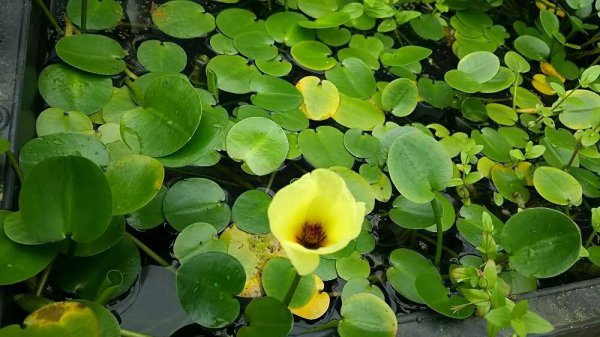家里适合养什么水生植物好
