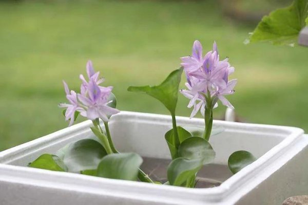 家里适合养什么水生植物好