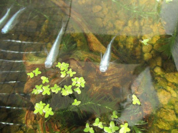 家里适合养什么水生植物好