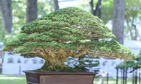 柏树盆景怎么养护