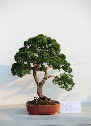 柏树盆景怎么养护