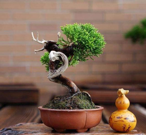 柏树盆景怎么养护