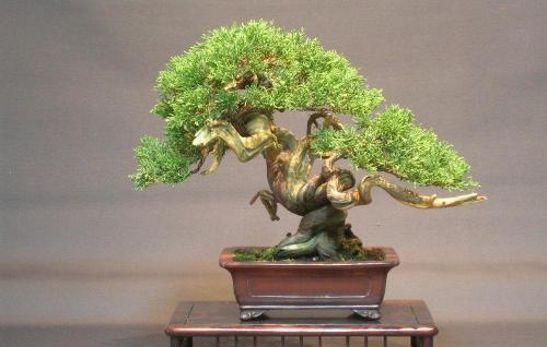 柏树盆景怎么养护