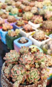 多肉植物如何养护最好 新手养多肉的方法和技巧
