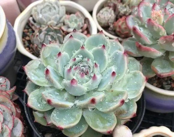 多肉植物如何养护最好