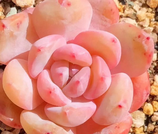 多肉植物如何养护最好