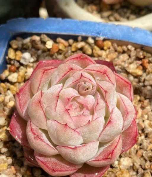 多肉植物如何养护最好