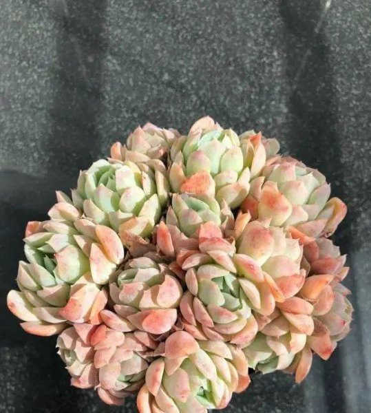 多肉植物如何养护最好