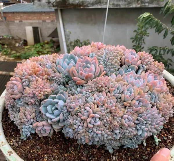 多肉植物如何养护最好