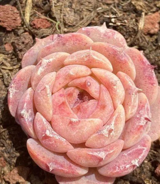 多肉植物如何养护最好