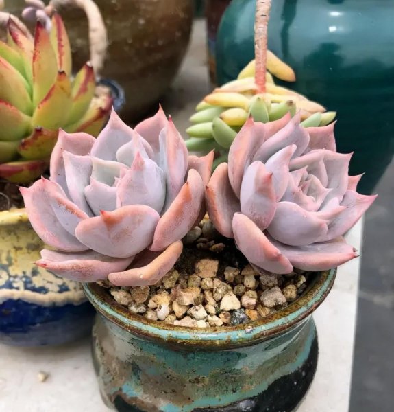多肉植物如何养护最好