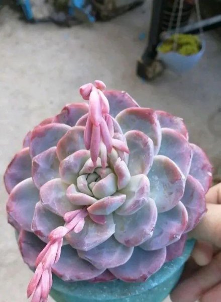 多肉植物如何养护最好