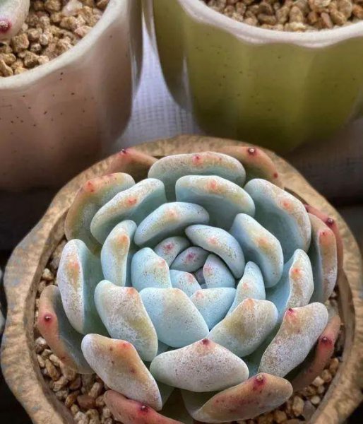 多肉植物如何养护最好