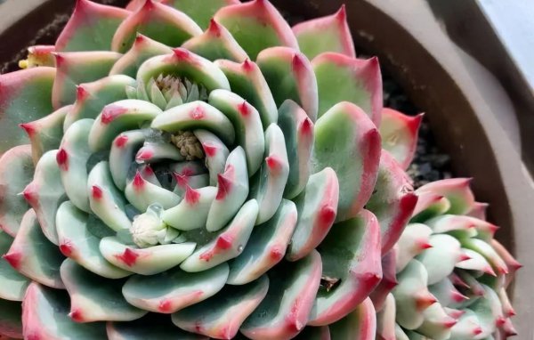 多肉植物如何养护最好