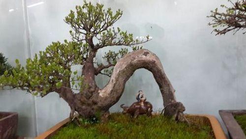 雀梅盆景风水寓意是什么