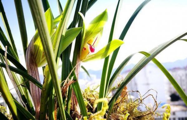 野生兰花怎么在家养才能开花多