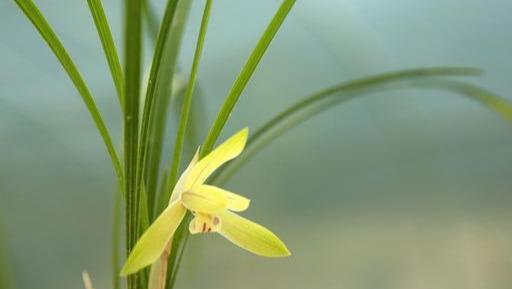 野生兰花怎么在家养才能开花多