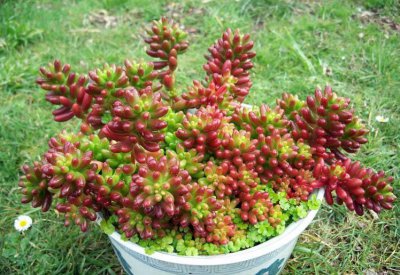 耳坠草多肉植物怎么养 介绍像兔耳朵的多肉植物