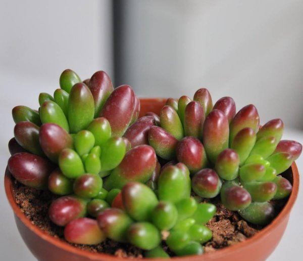耳坠草多肉植物怎么养