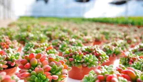 耳坠草多肉植物怎么养