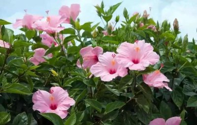 家庭盆栽花卉大全 适合家养的花卉