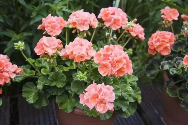 家庭盆栽花卉大全