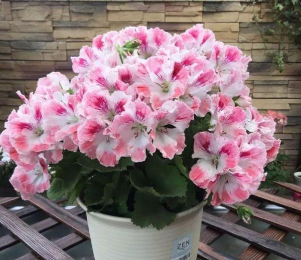 家庭盆栽花卉大全